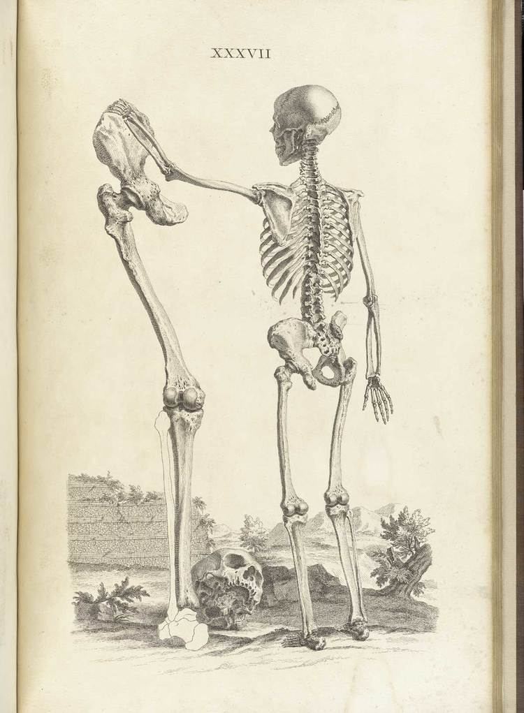 William Cheselden Celebrate Halloween with some anatomical illustrations