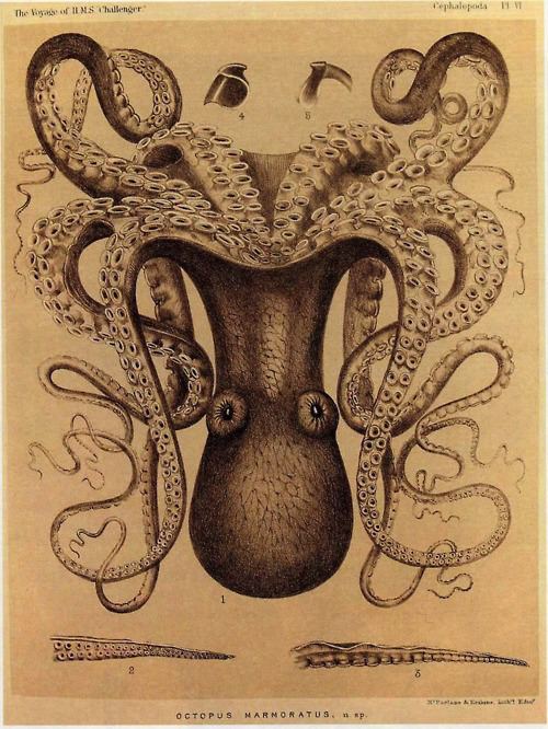 William Evans Hoyle William Evans Hoyle Octopus Marmoratus from The Voyage of HMS