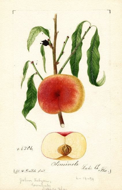 William Henry Prestele Seminole Apples by William Henry Prestele Encore Editions