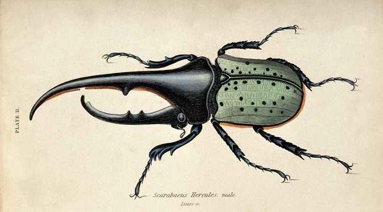 William Home Lizars FileAmale scarabaeus beetle coloured engraving by W H Lizars