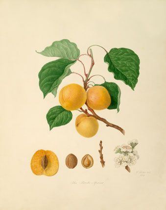 William Hooker (botanical illustrator) 57 best William Hooker images on Pinterest Botanical illustration