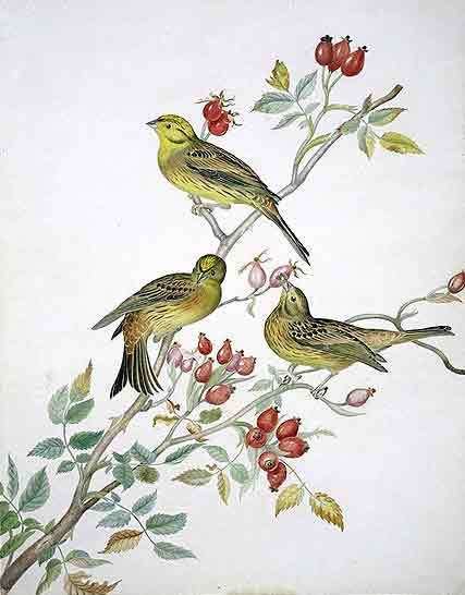 William MacGillivray Juniper Green 300 Birdwatchers