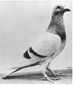 William of Orange (pigeon) httpsuploadwikimediaorgwikipediacommonsdd