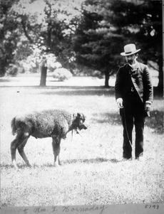 William Temple Hornaday William Temple Hornaday Saving the American Bison