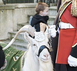 William Windsor (goat) Meet the Goat Who Got Demoted Modern Farmer