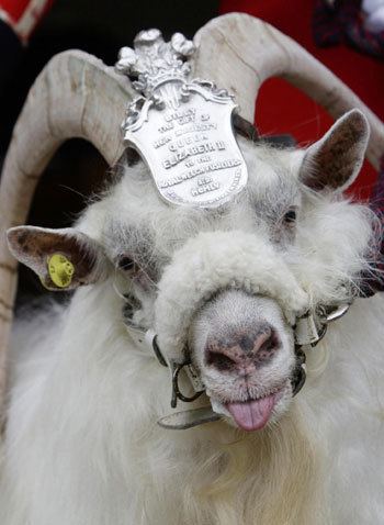 William Windsor (goat) Goat William Windsor parades for his retirement