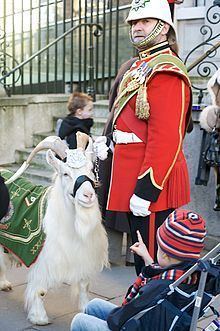 William Windsor (goat) httpsuploadwikimediaorgwikipediacommonsthu