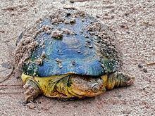 Williams' mud turtle httpsuploadwikimediaorgwikipediacommonsthu