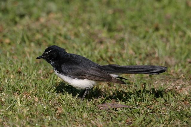 Willie wagtail Willie Wagtail BIRDS in BACKYARDS