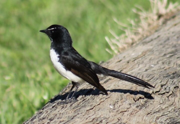 Willie wagtail Pittwater Online News