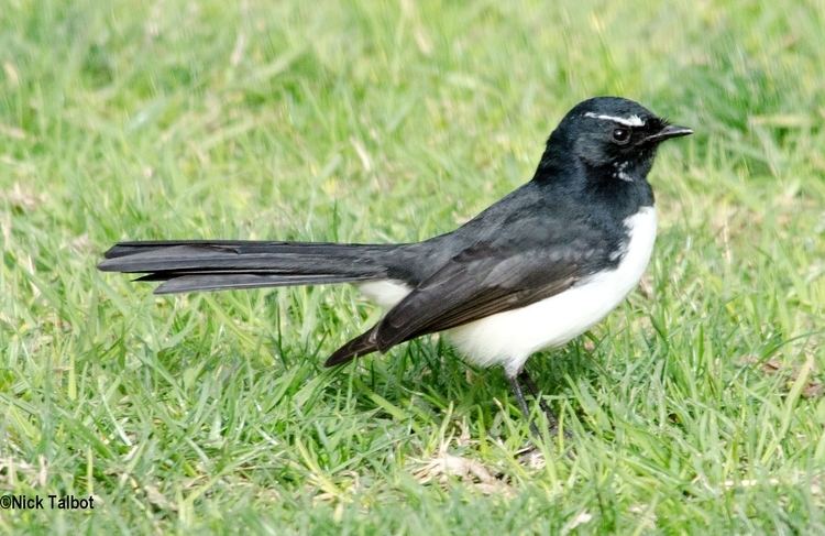 Willie wagtail wagtail