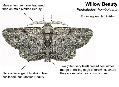 Willow beauty Identifying Mottled and Willow Beauty