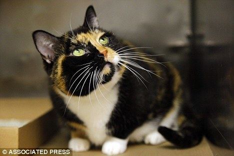 Willow (cat) Missing cat found after 5 years 2k miles away Willow travels from