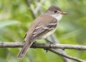 Willow flycatcher Willow Flycatcher Identification All About Birds Cornell Lab of
