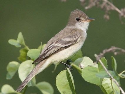Willow flycatcher Willow Flycatcher Identification All About Birds Cornell Lab of