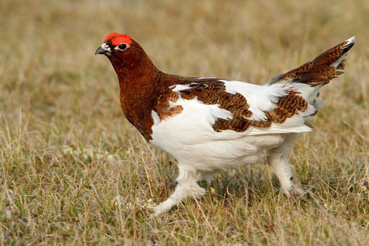 Willow ptarmigan Willow Ptarmigan Audubon Field Guide