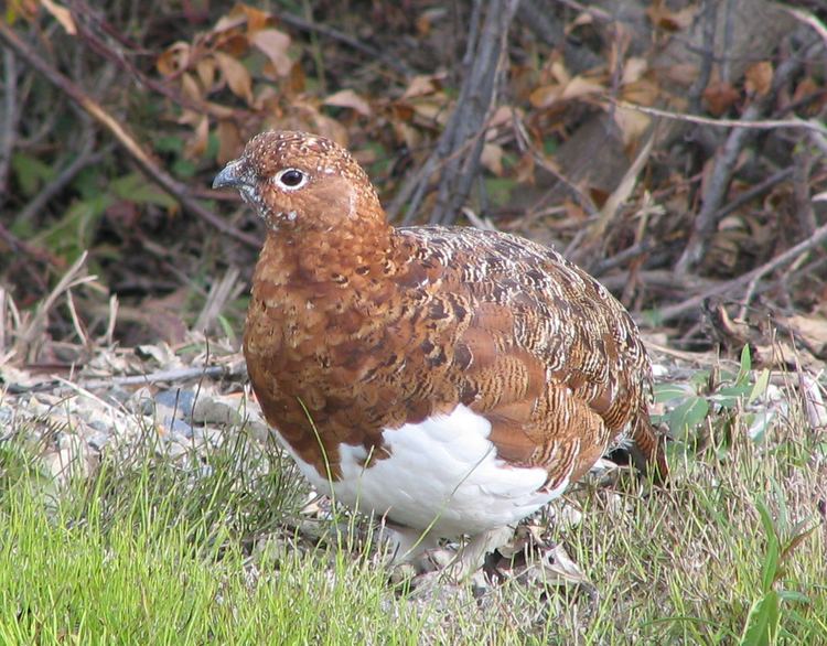 Willow ptarmigan Willow ptarmigan Wikipedia