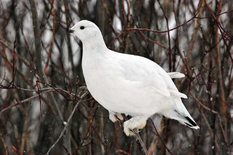 Willow ptarmigan Willow Ptarmigan eBirdr