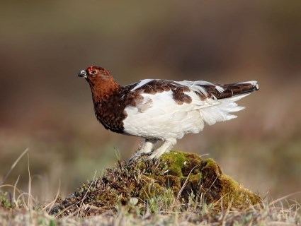 Willow ptarmigan httpswwwallaboutbirdsorgguidePHOTOLARGEWi