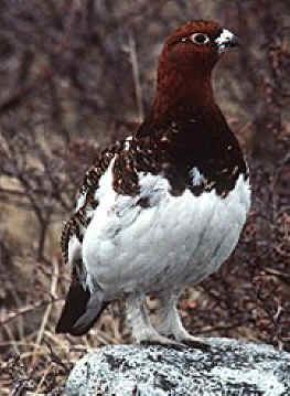 Willow ptarmigan Willow Ptarmigan