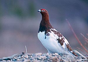 Willow ptarmigan Willow Ptarmigan Hunting Information Alaska Department of Fish and Game