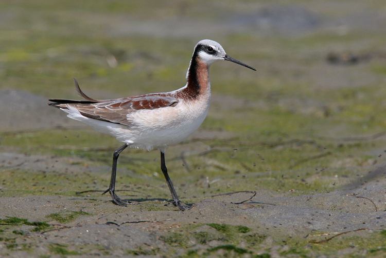 Wilson's phalarope Wilson39s Phalarope