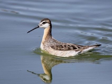 Wilson's phalarope Wilson39s Phalarope Identification All About Birds Cornell Lab of