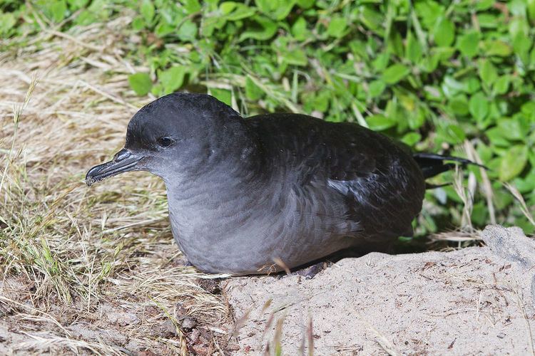 Wilsons Promontory Islands Important Bird Area