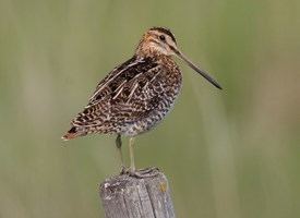 Wilson's snipe Wilson39s Snipe Identification All About Birds Cornell Lab of