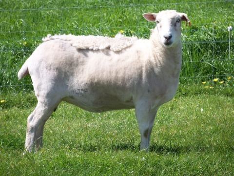 Wiltipoll Bingara Wiltipoll Sheep Stud Photo Gallery
