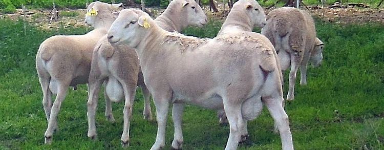 Wiltipoll Wonoka Cleanskin Composite and Wiltipoll Sheep Bred for