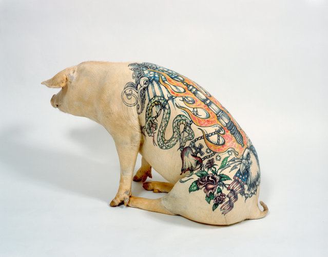 Wim Delvoye Tattooing Pigs by Wim Delvoye