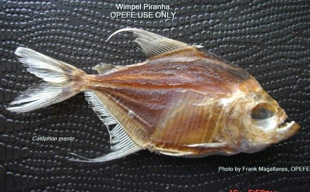 Wimple piranha genus Catoprion mento the wimpel piranha