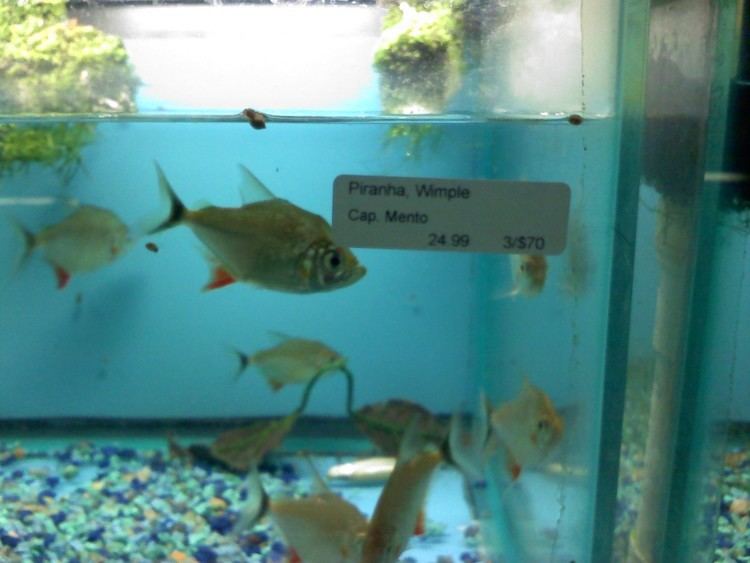 Wimple piranha Wimple Piranhas MonsterFishKeeperscom