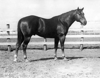 Wimpy P-1 Royce Ranch Foundation Quarter Horses Legends
