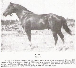 Wimpy P-1 Wimpy Quarter Horse