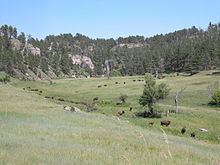 Wind Cave bison herd httpsuploadwikimediaorgwikipediacommonsthu