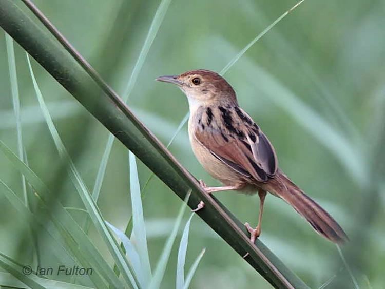 Winding cisticola Winding Cisticola Cisticola marginatus A bird perched up on