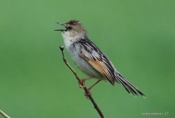 Winding cisticola Winding Cisticola BirdForum Opus