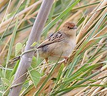 Winding cisticola httpsuploadwikimediaorgwikipediacommonsthu