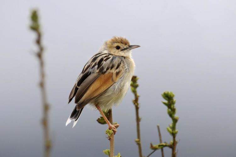 Winding cisticola Winding Cisticola Cisticola marginatus videos photos and sound