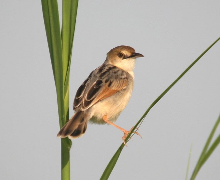 Winding cisticola Birding South Sudan New habitat new bird