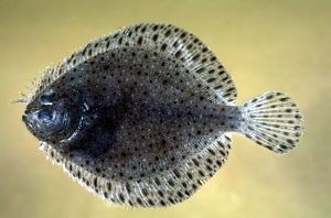 Windowpane flounder Windowpane Flounder Status of Fishery Resources off the