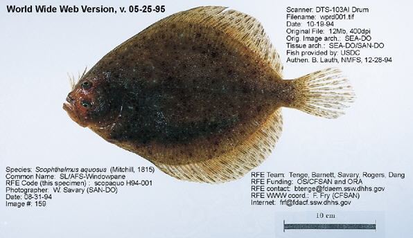 Windowpane flounder Regulatory Fish Encyclopedia RFE RFE Page 1 for iScophthalmus