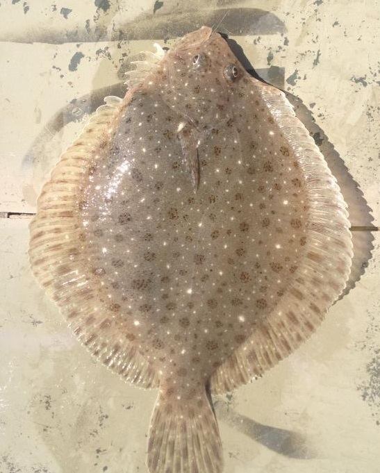 Windowpane flounder Windowpane flounder Scophthalmus aquosus delawaresurffishingcom