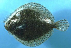 Windowpane flounder Windowpane Flounder