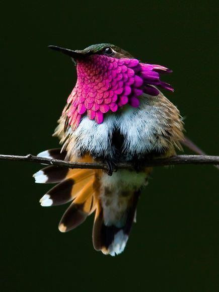 Wine-throated hummingbird wine throated hummingbird rare and endangered Nature Pinterest