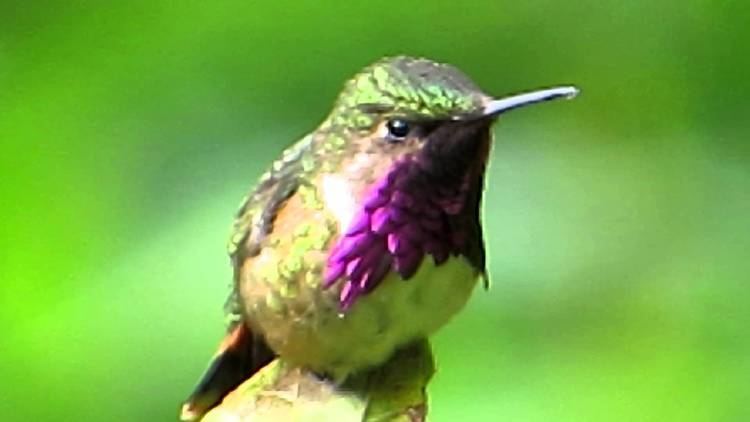 Wine-throated hummingbird WINE THROATED HUMMINGBIRD YouTube