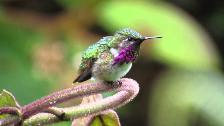 Wine-throated hummingbird Winethroated Hummingbird YouTube