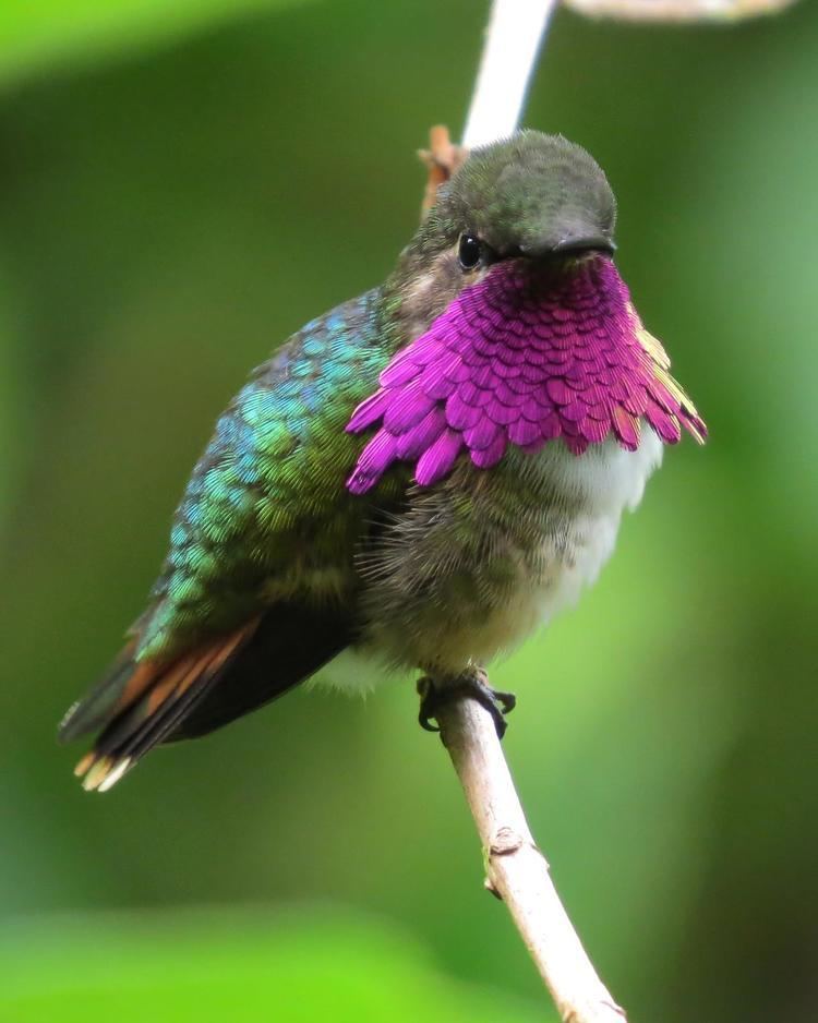 Wine-throated hummingbird BirdsEye Photography Review Photos